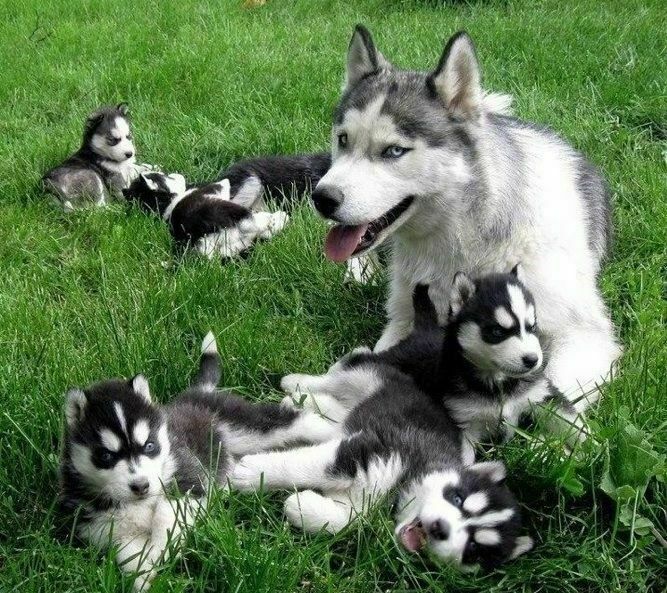 25 cute Siberian Husky puppies for sale in Hartford ... Good Dog https://www.gooddog.com › siberian-husky › hartford-ct Find a Siberian Husky puppy from reputable breeders near you in Hartford, CT. Screened for quality. Transportation to Hartford, CT available. Discussions and forums Husky puppies for sale with blue eyes Facebook · Siberian Husky Agouti, Black,… · 5 comments · 7 months ago · Where to find a female Siberian husky puppy with blue eyes and black-and-white coat? Shawn Ransom ▻ Husky Rescues. 1y · Public · I am looking ... More Husky puppies with blue eyes Facebook · LaMancha Animal Rescue · 10+ comments · 5 months ago · Blue husky pup Reddit · r/siberianhusky · 30+ comments · 10 months ago · See more Siberian Husky puppy with blue eyes Facebook · I Love Dogs 1.2K+ reactions · 4 months ago Not Uncommon. I Had 2 Huskies, and One Had Blue Eyes and One Had a Brown Eye and Another Blue Eye. Missing: Hartford | Show results with: Hartford Husky Puppies with Blue Eyes Pinterest https://www.pinterest.com › ... › Animals › Pet Animals Husky puppies with blue eyes. Discover Pinterest's best ideas and inspiration for Husky puppies with blue eyes. Get inspired and try out new things. Missing: Hartford | Show results with: Hartford Images Adorable Siberian Husky Puppies with Stunning Blue Eyes Adorable Siberian Husky Puppies with Stunning Blue Eyes Pinterest Buy husky puppies with blue eyes for sale Shop Buy husky puppies with blue eyes for sale Shop kdfoundation.org Siberian Husky puppy with blue eyes Siberian Husky puppy with blue eyes Facebook Show more images Blue eyes Siberian Husky Puppies for sale Wilmington Husky Puppies For Adoption And Rehoming Denver