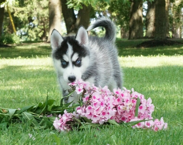 Siberian Husky Puppy in Sacramento, CA, United States Blue Eyed Siberian Husky Puppies New York