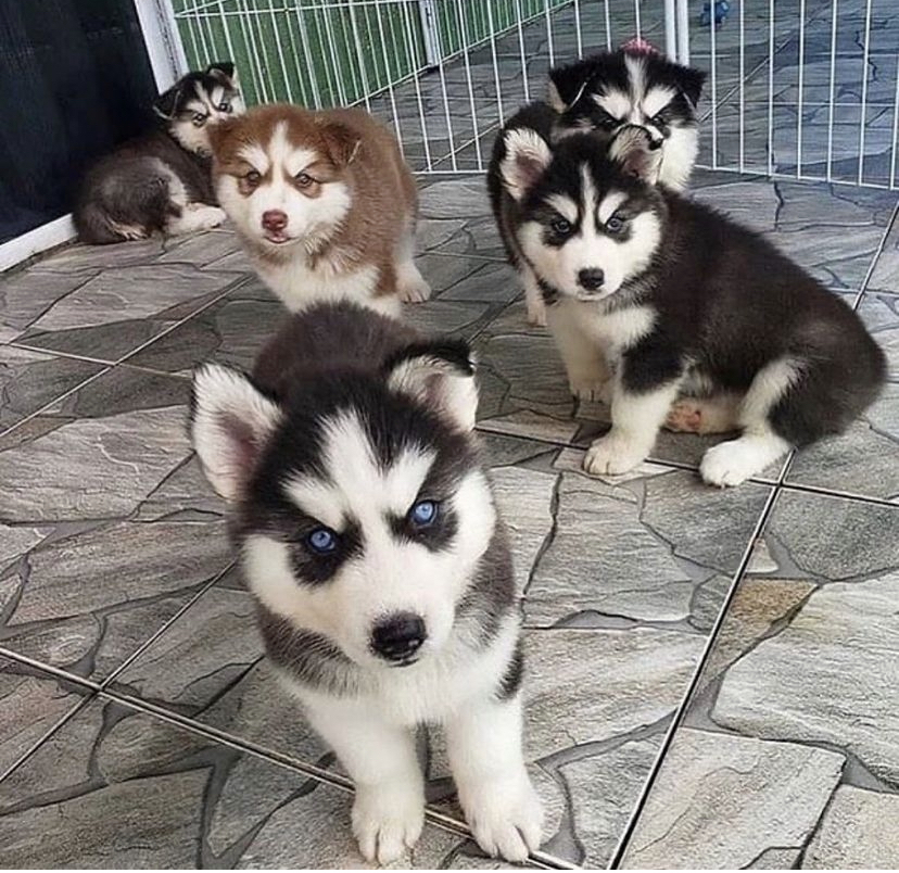 Husky puppies for sale Orlando Siberian Husky puppies for sale in Florida